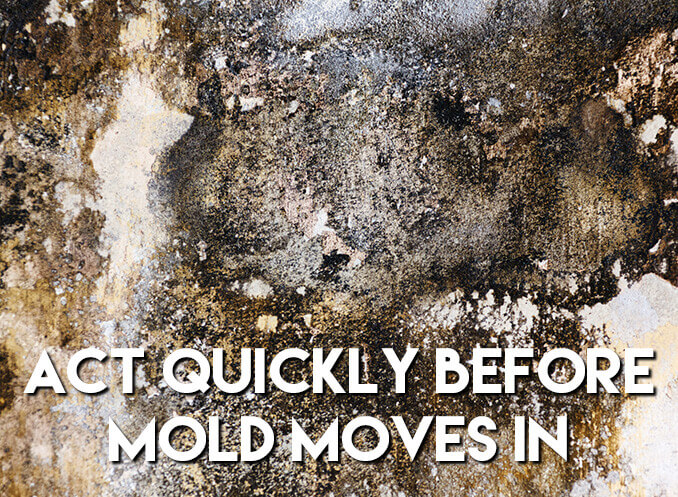 Weeks After A Hurricane…Mold Can Move In