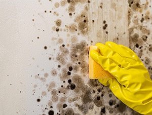 close-up of someone scrubbing mold off walls