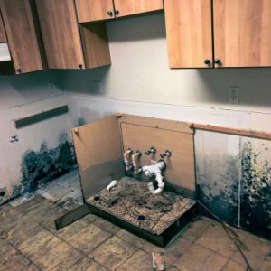 mold growing in kitchen